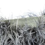 Saia-Plumas-Cinza